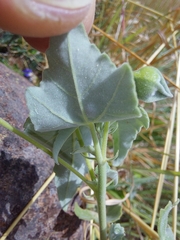 Abutilon sonneratianum