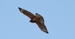 Buteo lineatus