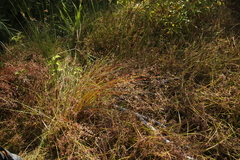 Juncus capensis