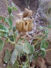 Abutilon sonneratianum