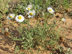 Aphanostephus riddellii