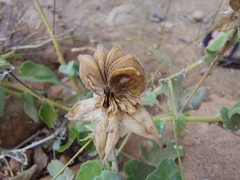 Abutilon sonneratianum