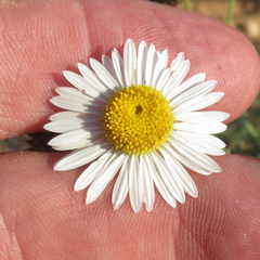 Aphanostephus riddellii