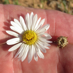 Aphanostephus riddellii