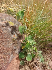 Abutilon sonneratianum