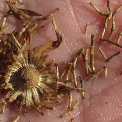 Aphanostephus riddellii