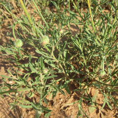 Aphanostephus riddellii