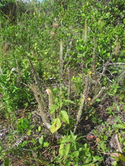 Pleopeltis lepidopteris