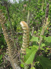 Pleopeltis lepidopteris