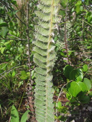 Pleopeltis lepidopteris