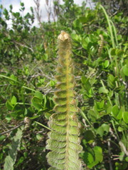 Pleopeltis lepidopteris