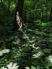 Aconitum moldavicum