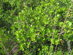 Myrsine parvifolia