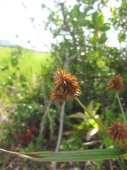 Cyperus rigens