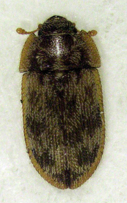 Neaspis variegata