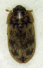 Neaspis variegata