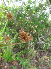 Cyperus rigens