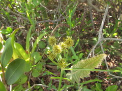 Cyperus rigens