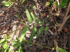 Chamaecrista flexuosa