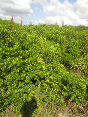 Paullinia trigonia
