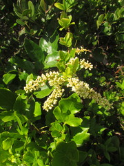 Paullinia trigonia