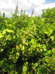Paullinia trigonia