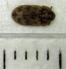 Neaspis variegata