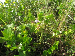 Oxypetalum banksii