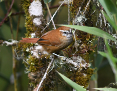 Hellmayrea gularis