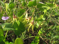 Oxypetalum banksii