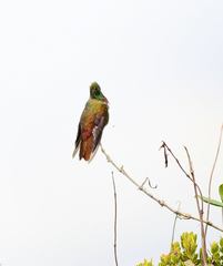 Chalcostigma heteropogon