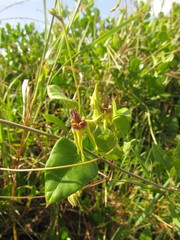 Oxypetalum banksii