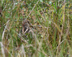 Gallinago nobilis