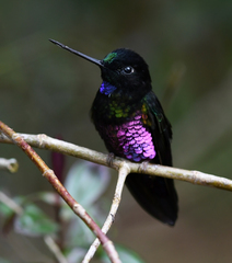 Coeligena helianthea