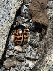 Platyphora tessellata