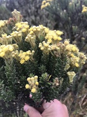 Monticalia ledifolia