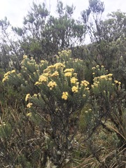 Monticalia ledifolia