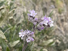 Eriodictyon crassifolium