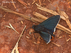Ochropyge ruficauda