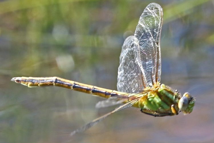 Phyllocycla pallida
