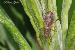 Nabis paranensis