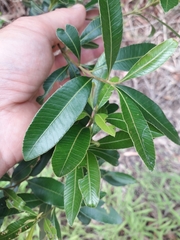 Lithraea brasiliensis
