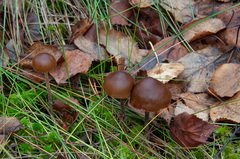Psilocybe fuscofulva