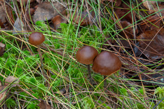 Psilocybe fuscofulva