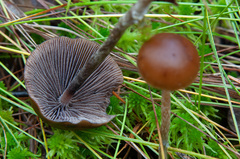 Psilocybe fuscofulva