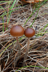 Psilocybe fuscofulva