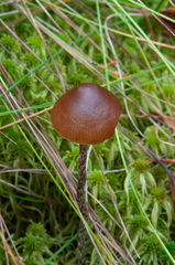 Psilocybe fuscofulva