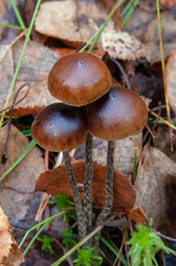 Psilocybe fuscofulva