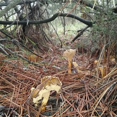 Craterellus lutescens