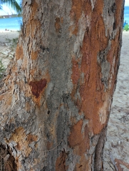 Casuarina equisetifolia
